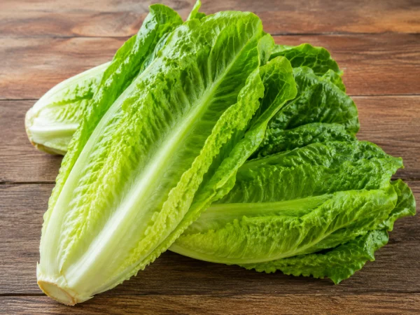 Romaine lettuce photo