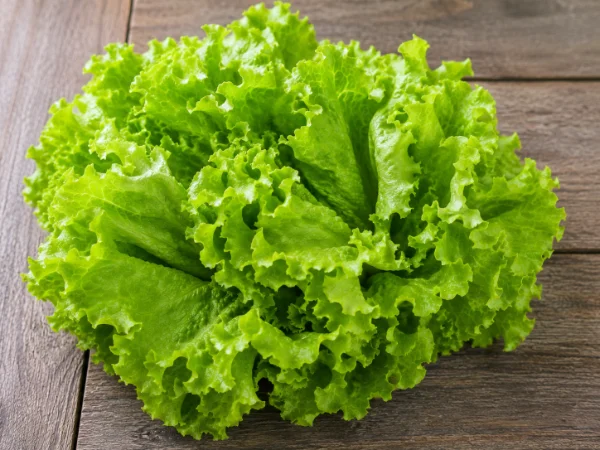 Green Leaf lettuce photo